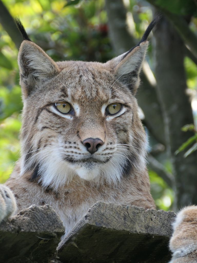 Greifvogel-und Wildpark Hellenthal